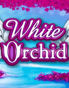 White Orchid review